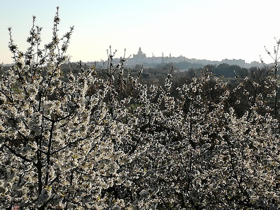 B&B Masseria Nardelli Locorotondo Bagian luar foto